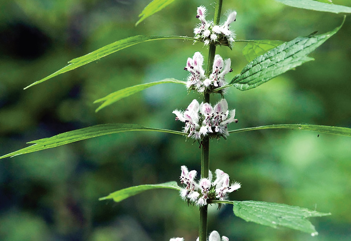 Thu hoach, sơ chế và bảo quản Ích mẫu (Leonurus japonicus Houtt.)