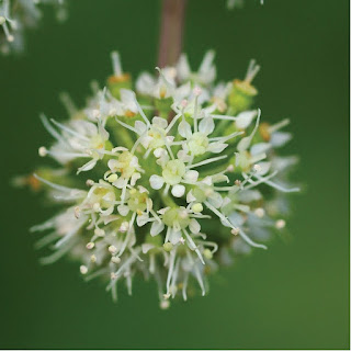 Thông tin chung về cây Đương Quy Nhật Bản (Angelica acutiloba (Siebold & Zucc.) Kitag)