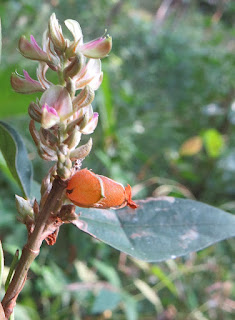 Đậu công, đậu Sơn Tây, tóp mỡ, hàm xì (Flemingia macrophylla (Wild) Merrill)