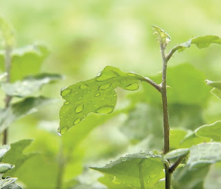 Kỹ thuật trồng và chăm sóc Cà gai leo (Solanum hainanense Hance/Solanum procumbens Lour)