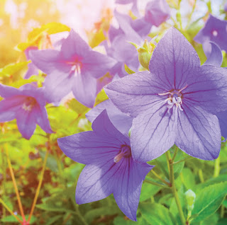 Thông tin chung về Cát cánh (Platycodon grandiflorus (Jacq.) A. DC)