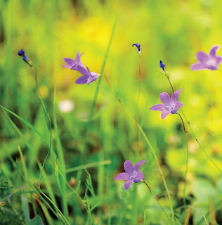 Kỹ thuật trồng và chăm sóc Cát cánh (Platycodon grandiflorus (Jacq.) A. DC