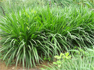 Cỏ đắng (Paspalum atratum)