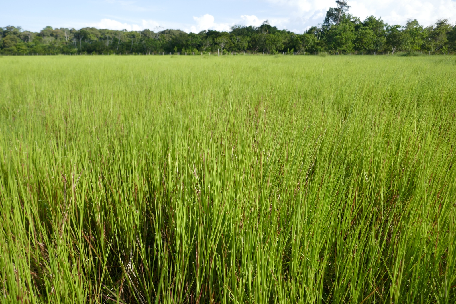 Cỏ Brachiaria Humidicola