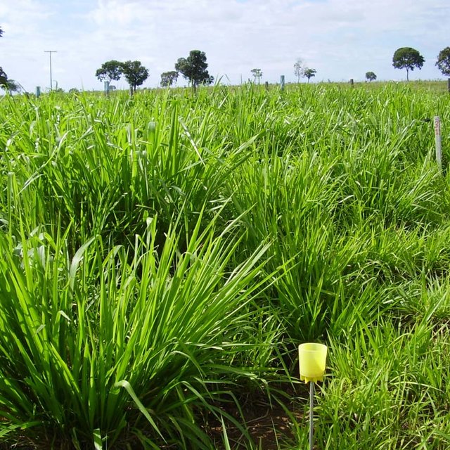 Cỏ Ghinê (Panicum maximum)