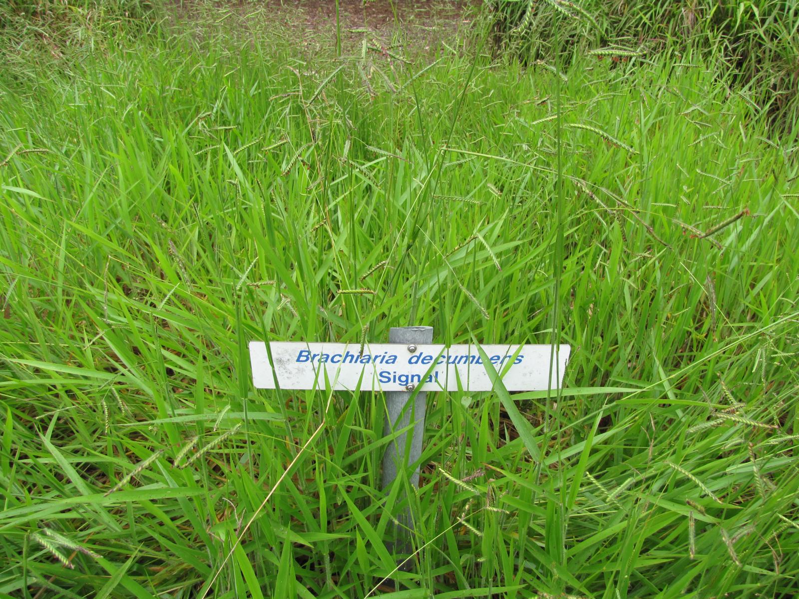 Cỏ Xurinam (Brachiaria decumbens Stapf.)