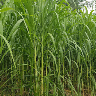 Cỏ voi (Pennisetum purpureum and related hybrids)