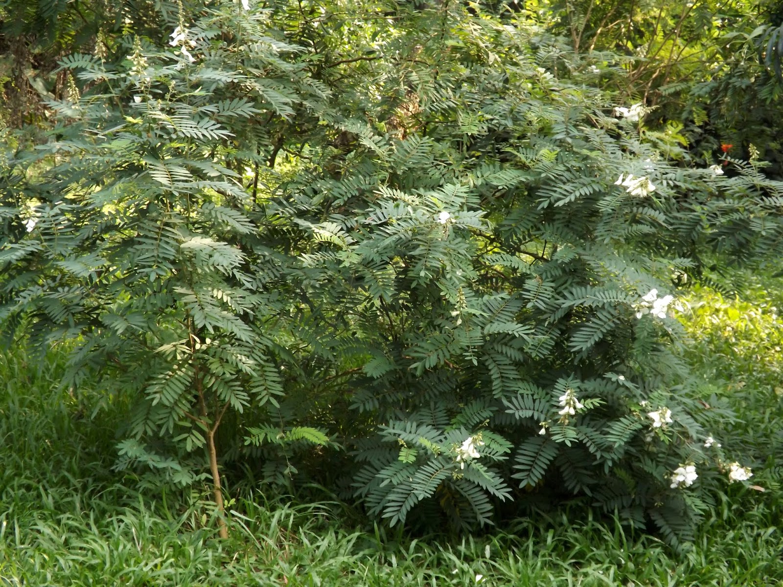 Cốt khí (Tephrosia candida)