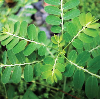 Thông tin chung về cây Diệp hạ châu (Phyllanthus amarus Schum, Et Thonn)