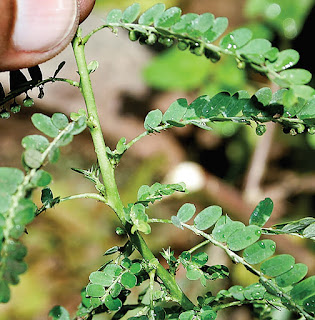 Quản lý sâu bệnh với cây Diệp hạ châu (Phyllanthus amarus Schum, Et Thonn)