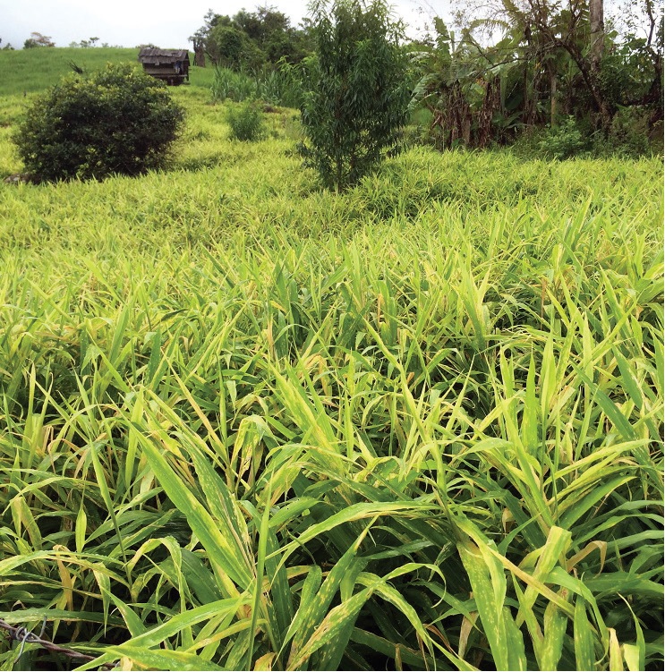 Quản lý sâu bệnh với Gừng (Zingiberaceae)