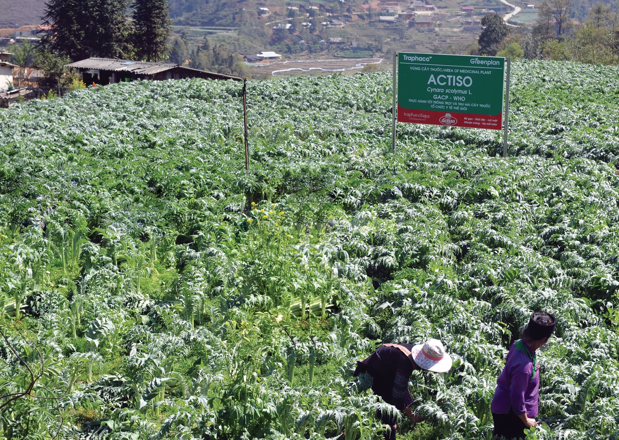 Kỹ thuật trồng và chăm sóc cây Atisô (Cynara scolymus L.)