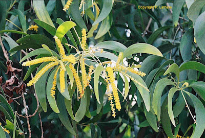 Keo lá tràm (Acacia auriculiformis A. Cunn. ex Benth) và Keo tai tượng/keo lai (Acacia mangium Willd)