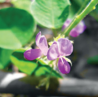 Thông tin chung về cây Kim tiền thảo (Desmodium styracifolii (Osb.) Merr.)