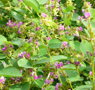 Kỹ thuật trồng và chăm sóc Kim tiền thảo (Desmodium styracifolii (Osb.) Merr.)