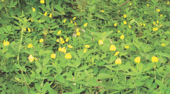 Lạc dại (Arachis pintoi) - Cây che phủ đất tốt