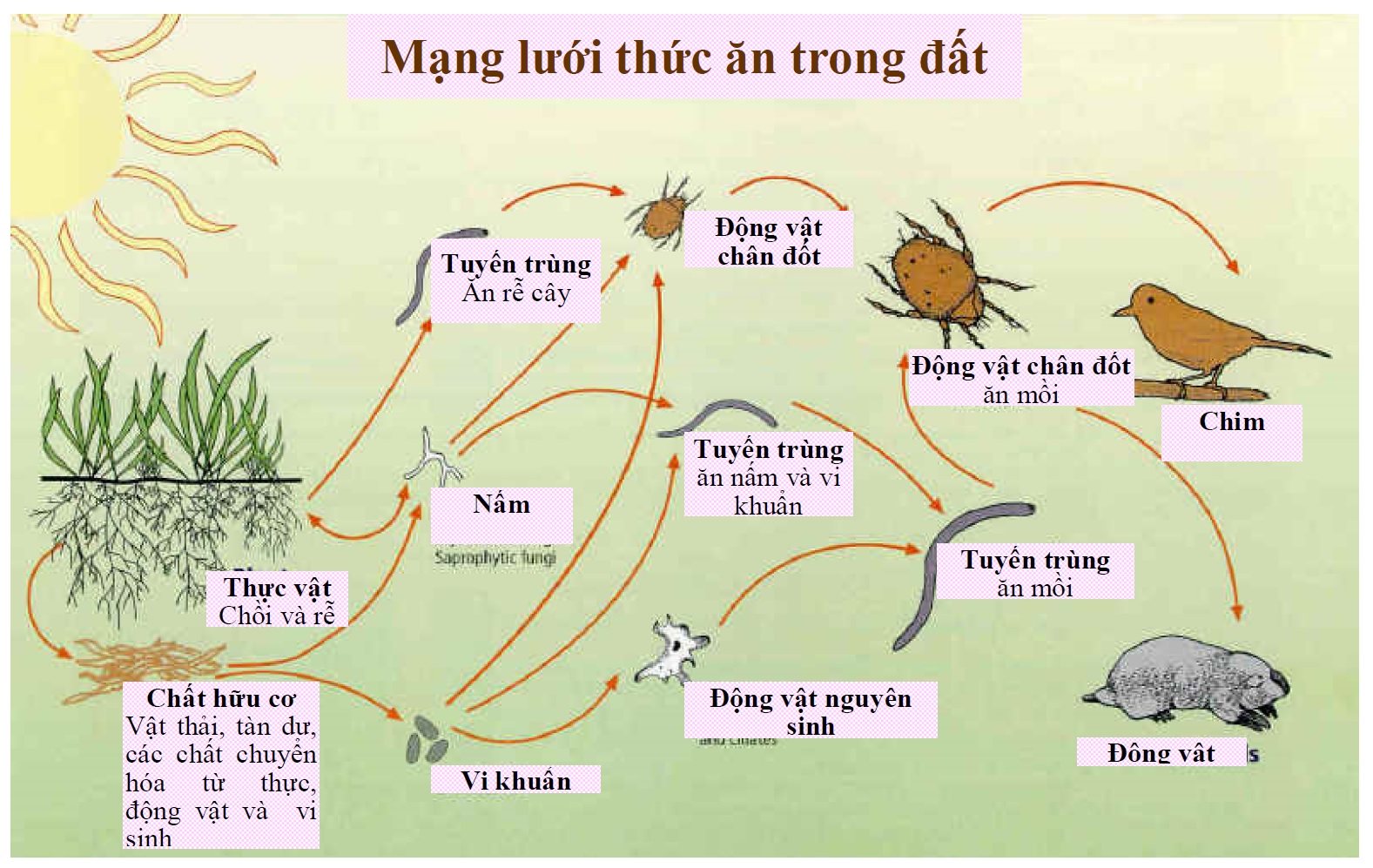 Tạo độ phì cho đất trong nông nghiệp hữu cơ