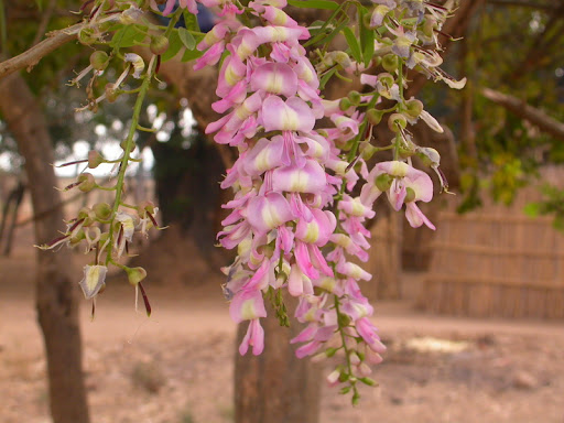 Muồng cọc rào (Gliricidia-sepium (Jacq.) Walp) và Keo dậu (Leucaena leucocephala (Lam.) De Wit)