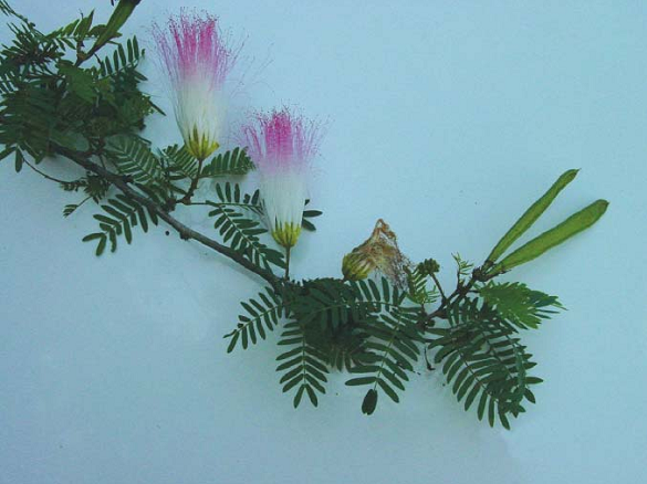 Mu25E125BB2593ng2Bhoa2Bph25C325A1o2B2528Calliandra2Bcalothyrsus2BMeissner2529