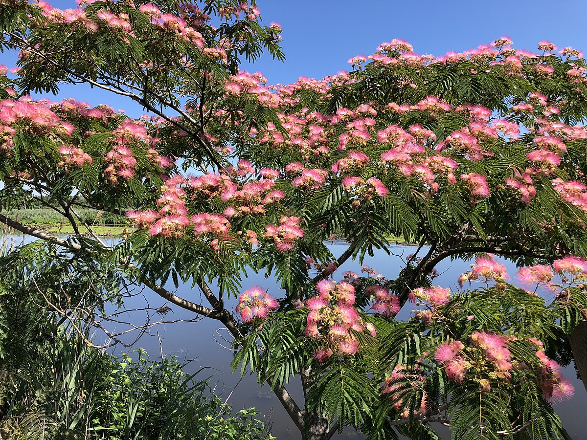 Muồng hoa pháo (Albizia julibrissin) và Muồng siêm (Cassia siamea Lam)