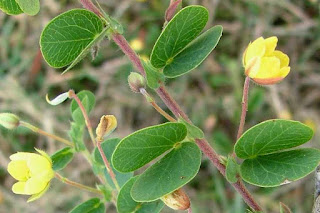 Muồng lá tròn kép (Cassia rotundifolia) - Cây che phủ đất tốt