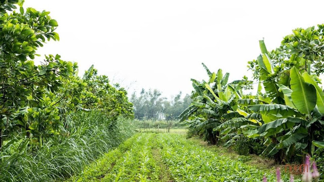 Luân canh, xen canh và đa dạng hoá cây trồng