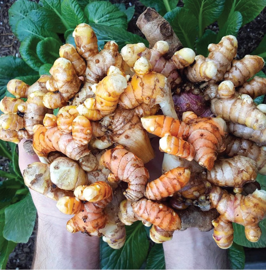 Thu hoach, sơ chế và bảo quản Nghệ (Zingiberaceae)