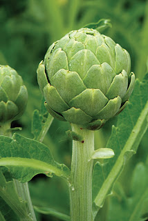 Thông tin chung về cây Atisô (Cynara scolymus L.)