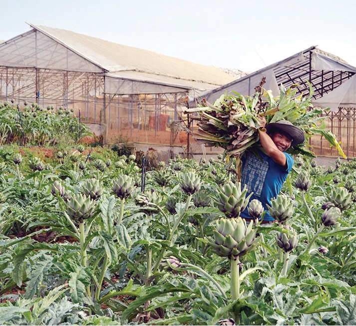 Thu hoach, sơ chế và bảo quản Atisô (Cynara scolymus L.)