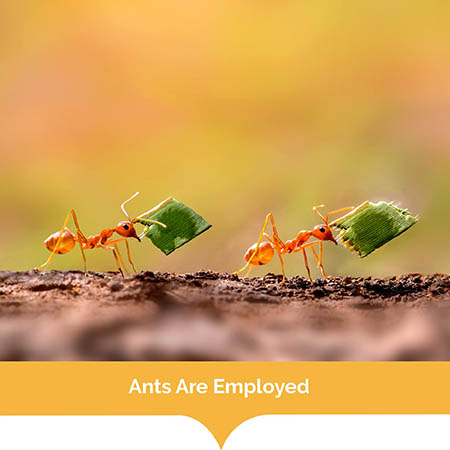 AntsAreEmployed