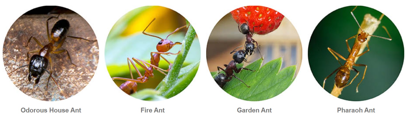 Common Ant Varieties