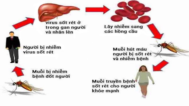 Con đường truyền bệnh sốt rét của muỗi Anophen