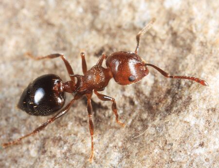 Crematogaster_cerasi