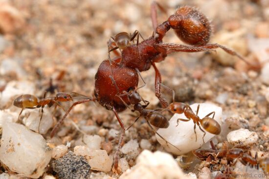 KIẾN NÔNG NGHIỆP (Pogonomyrmex spp)