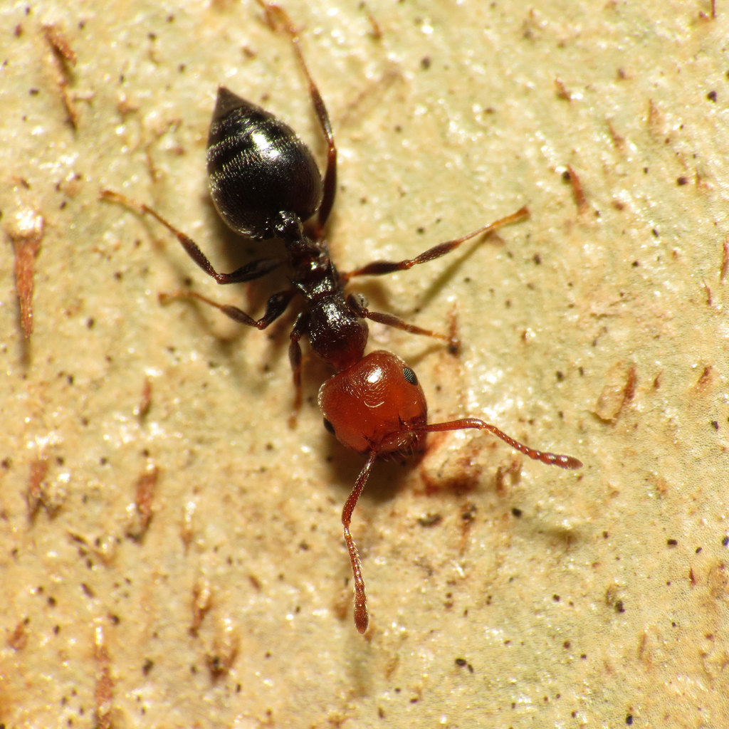 KIẾN ACROBAT (Crematogaster spp)