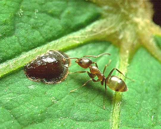 KIẾN ARGENTINA (Iridomyrmex humilisn)