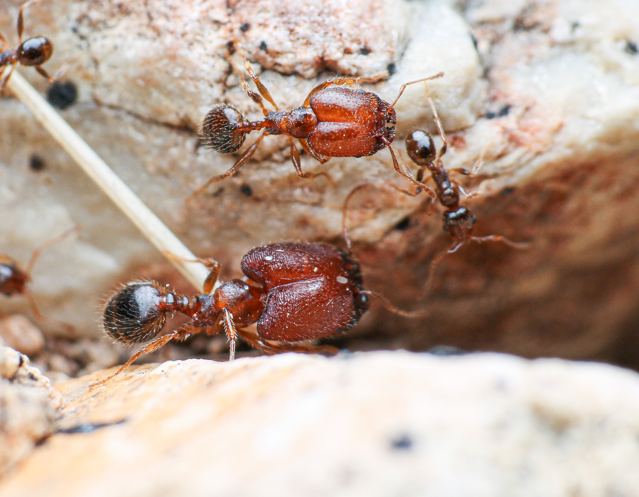 KIẾN ĐẦU TO (Pheidole spp)