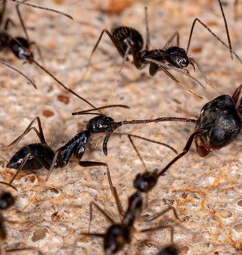 KIẾN ĐIÊN (Paratrechina longicornis)