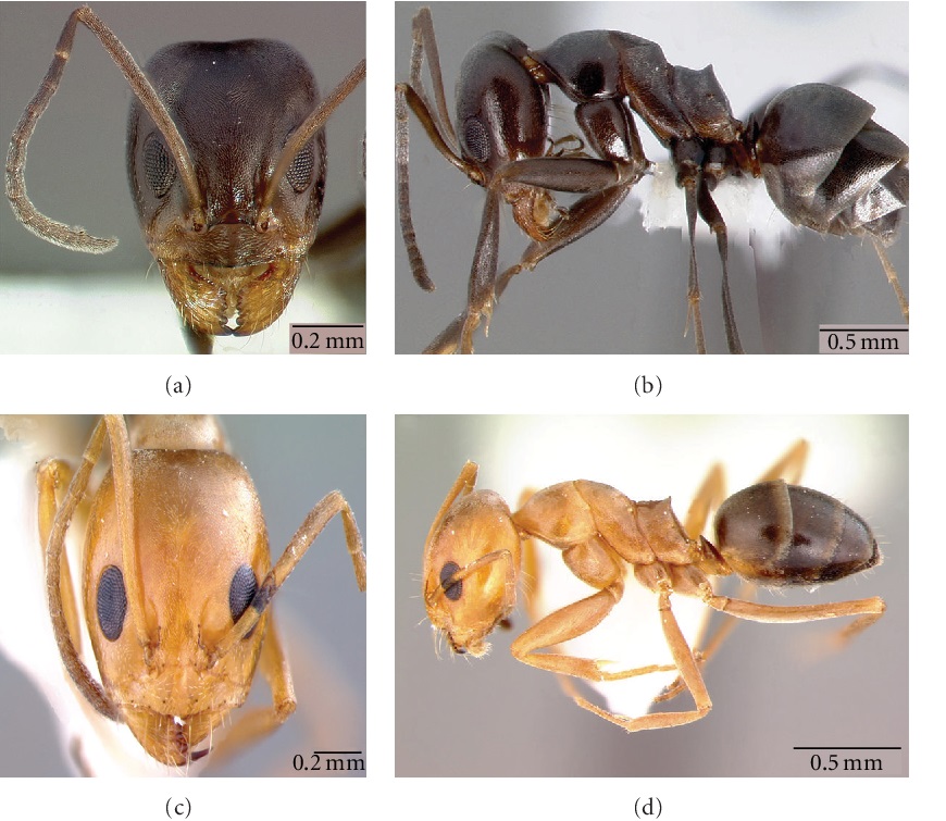 KIẾN KIM TỰ THÁP (Dorymyrmex pyramicus)