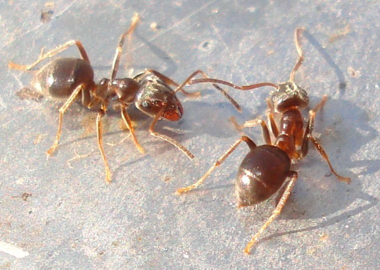 KIEN NGO Lasius alienus