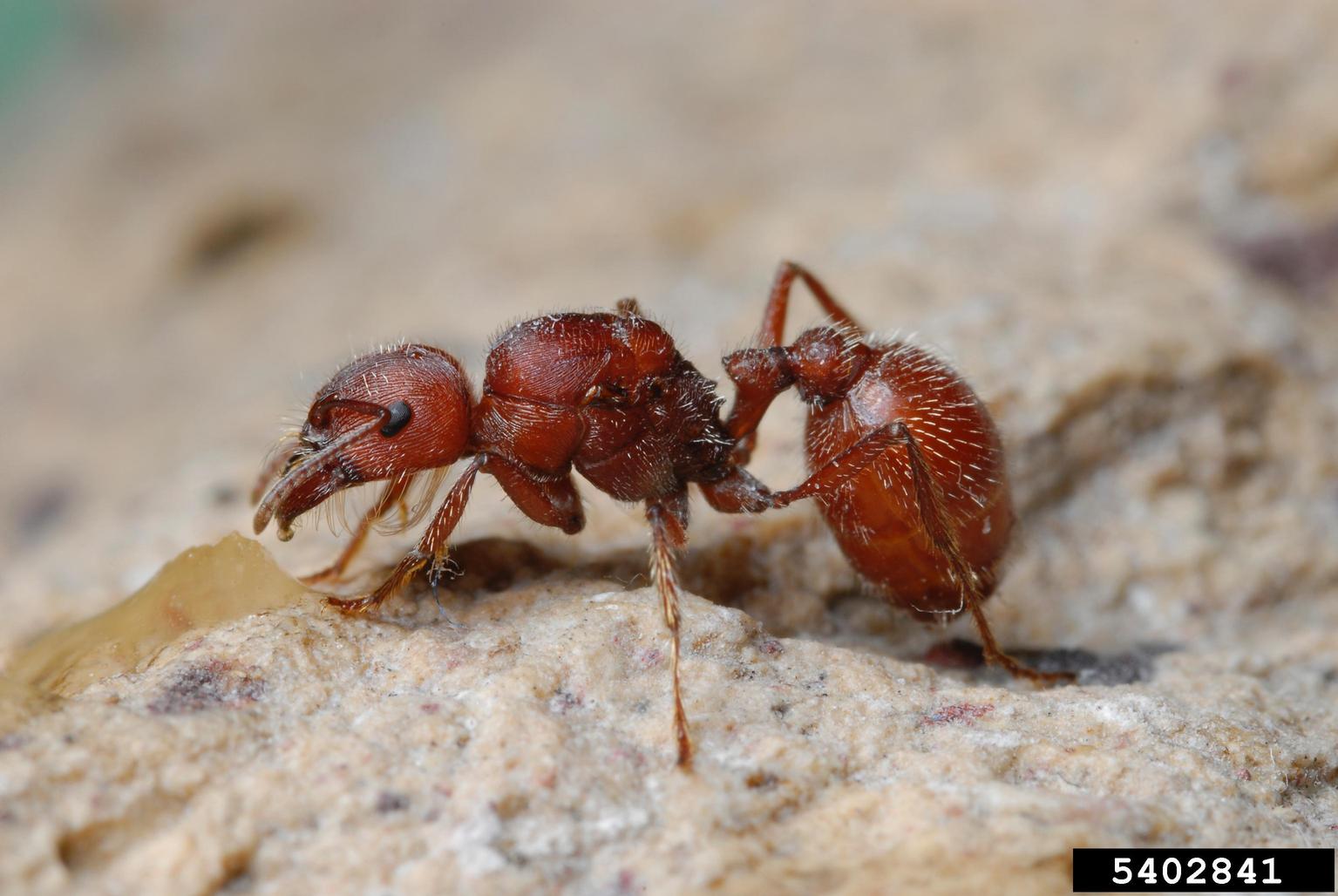 KIẾN NÔNG NGHIỆP (Pogonomyrmex spp)