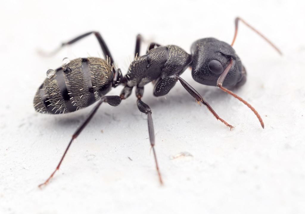 KIẾN THỢ MỘC (Camponotus spp)