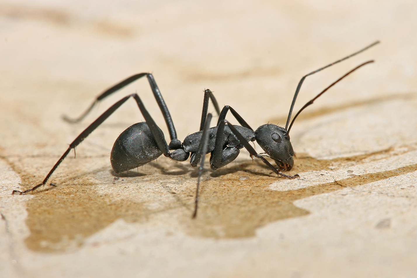 KIẾN THỢ MỘC (Camponotus spp)