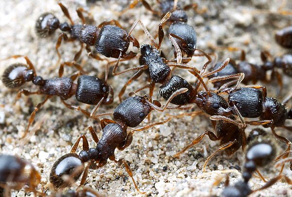 KIẾN VỈA HÈ (Tetramorium caespitum)