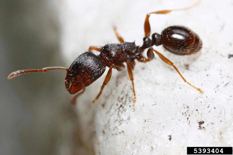 KIẾN VỈA HÈ (Tetramorium caespitum)