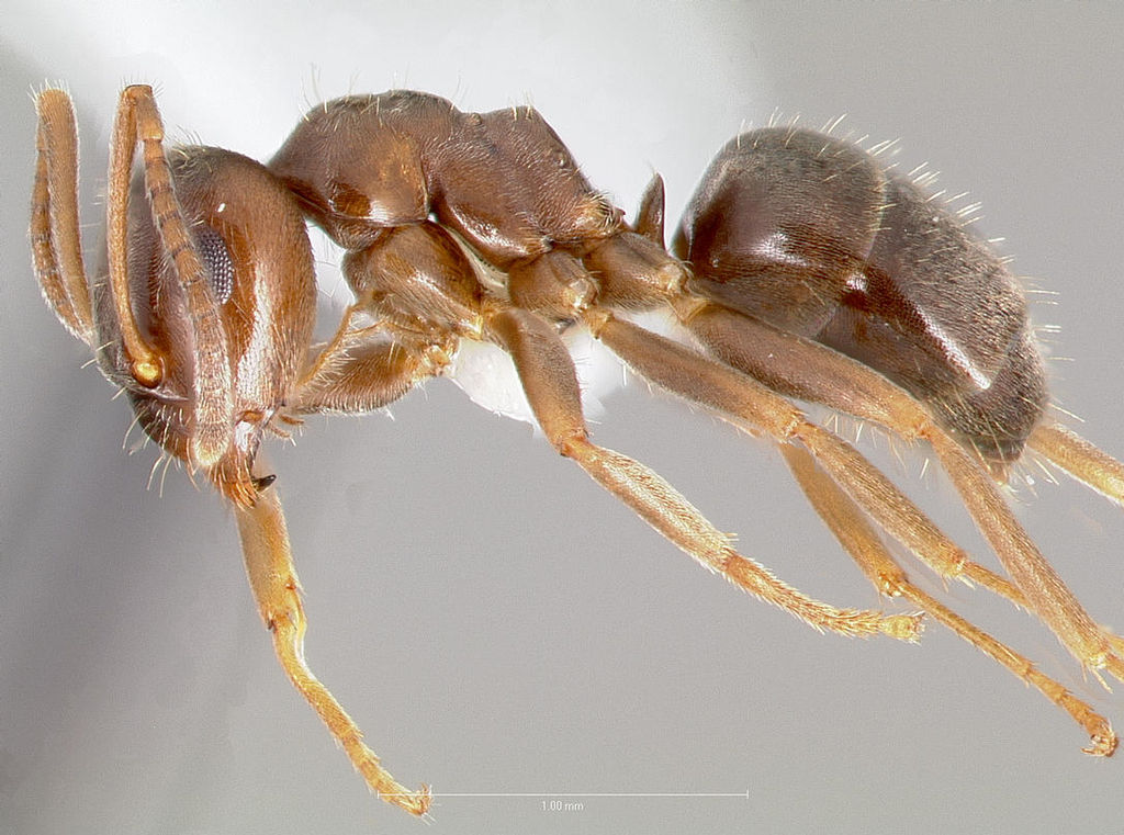 KIẾN NGÔ (Lasius alienus)