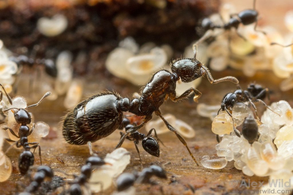 KIẾN ĐEN NHỎ (Monomorium minimum)