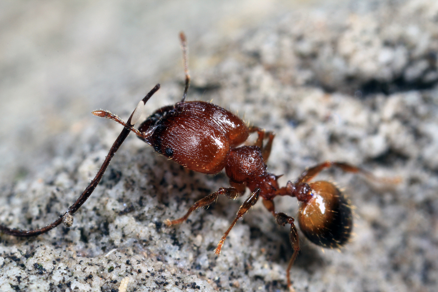 KIẾN ĐẦU TO (Pheidole spp)