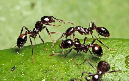 KIẾN LỬA ĐỎ NGOẠI NHẬP (Solenopsis richteri)