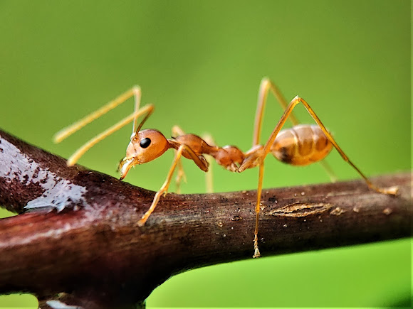 Weaver Ant